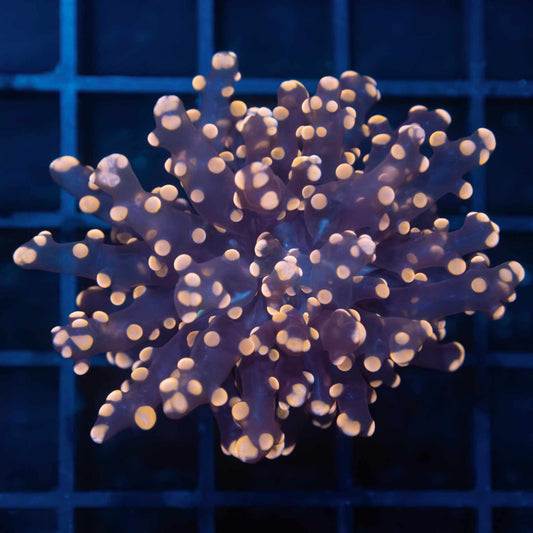 Peach Tip Frogspawn Coral (Branching)