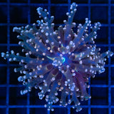 Orange Frogspawn Coral