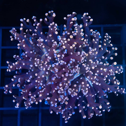 2 Heads Peach Frogspawn Coral