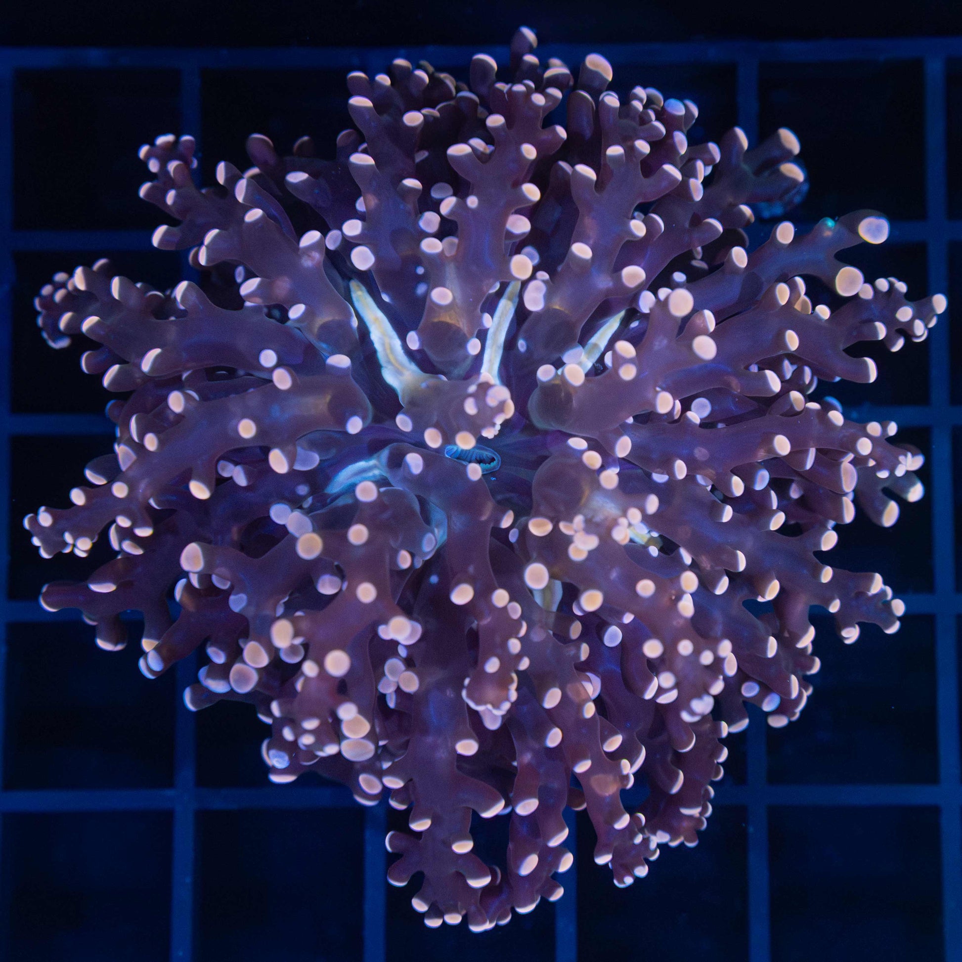 Peach Branch Frogspawn Coral