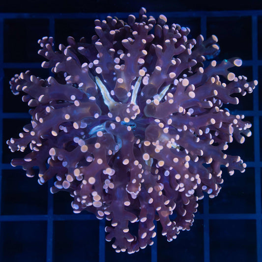 Peach Branch Frogspawn Coral