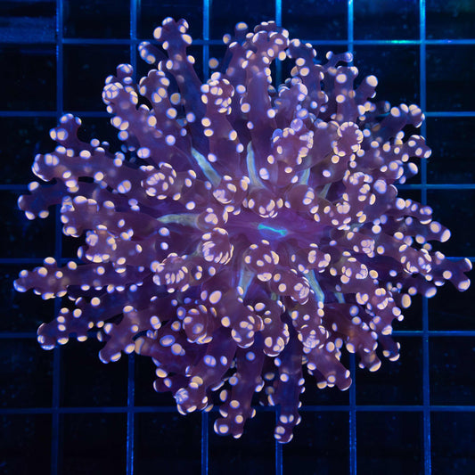 Giant Head Peach Branching Octospawn 4"