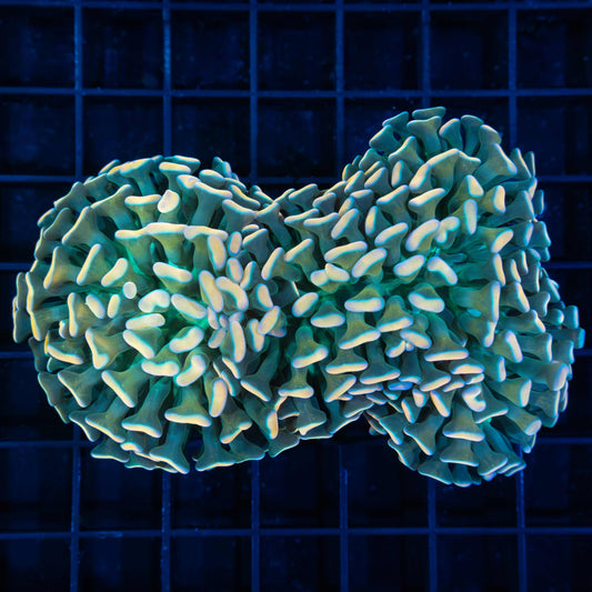 Rainbow Hammer Coral 4"