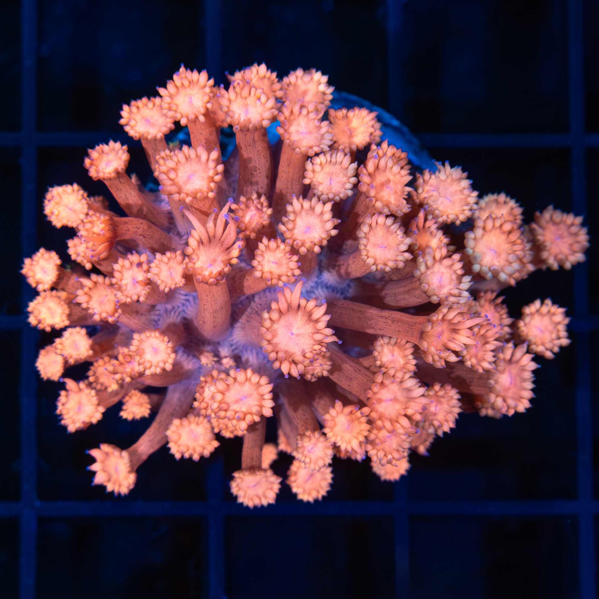 Peach Goniopora Coral