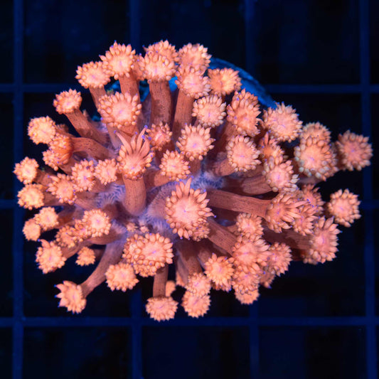 Peach Goniopora Coral