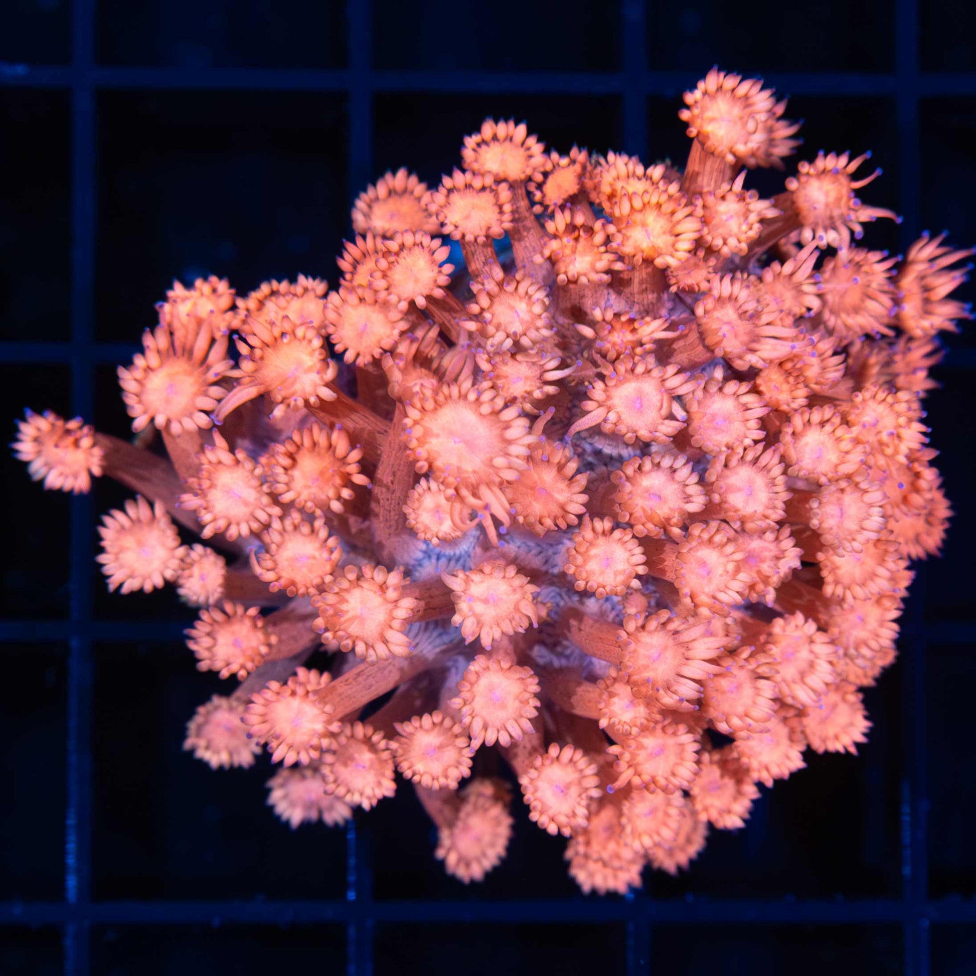 Peach Goniopora Coral (Large Frag)
