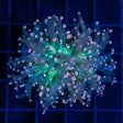 orange frogspawn coral with green center