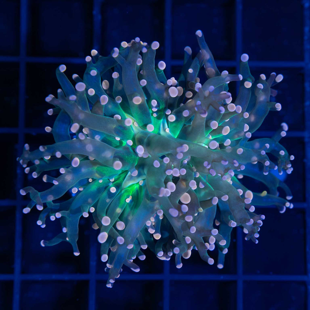 orange frogspawn coral with green center