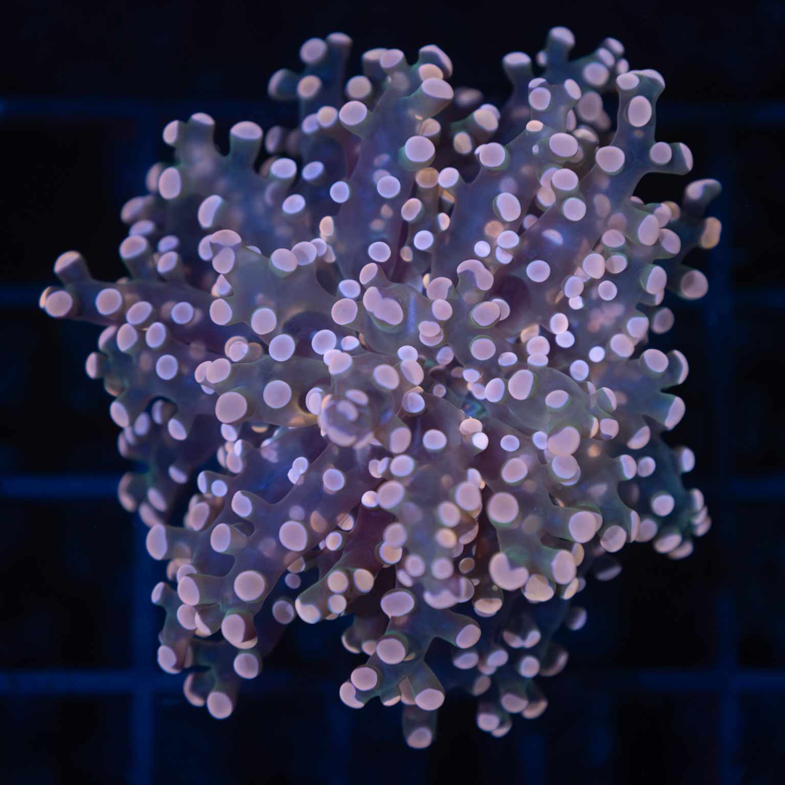 Peach Tip Frogspawn Coral (Branching)