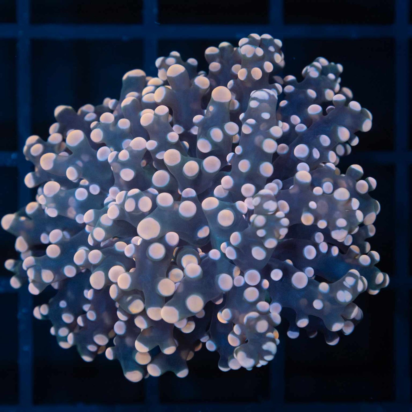 Peach Tip Frogspawn Coral (Branching)