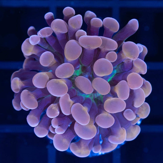 Orange Gold Green Center Branch Hammer