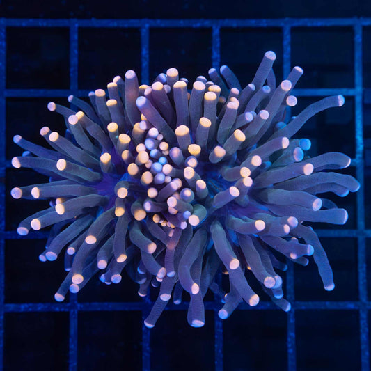 Peach and Purple Torch Coral