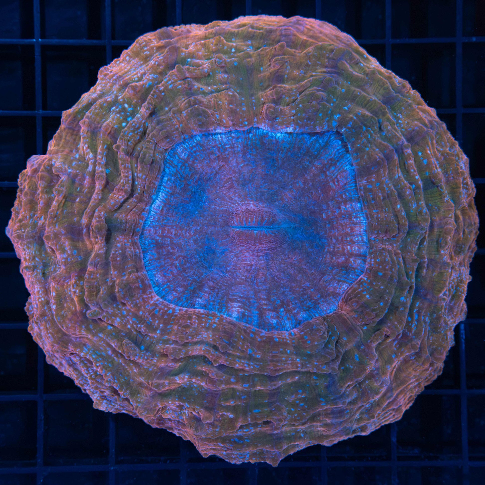 Peach Rainbow Acanthophyllia 4.5"