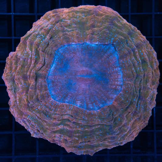 Peach Rainbow Acanthophyllia 4.5"