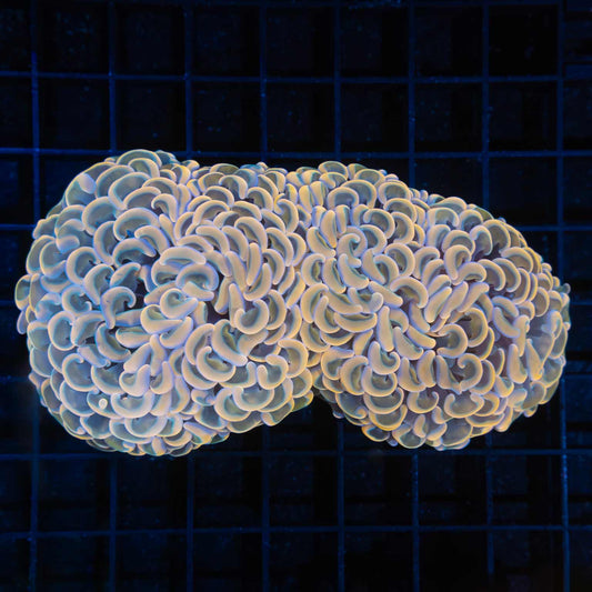 Peach Rainbow Hammer 5" (2 Polyps)