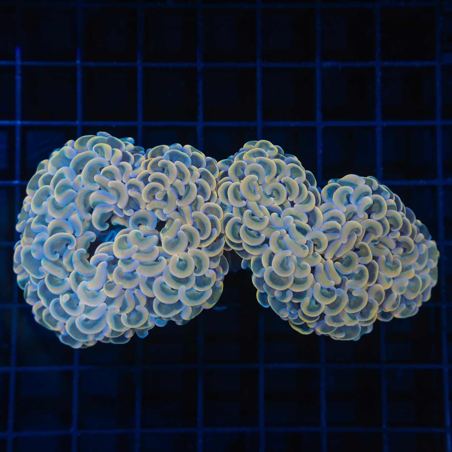 Peach Rainbow Hammer Coral
