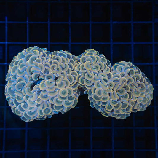Peach Rainbow Hammer Coral