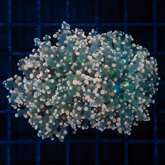 2 Heads Peach and Teal Frogspawn 4"