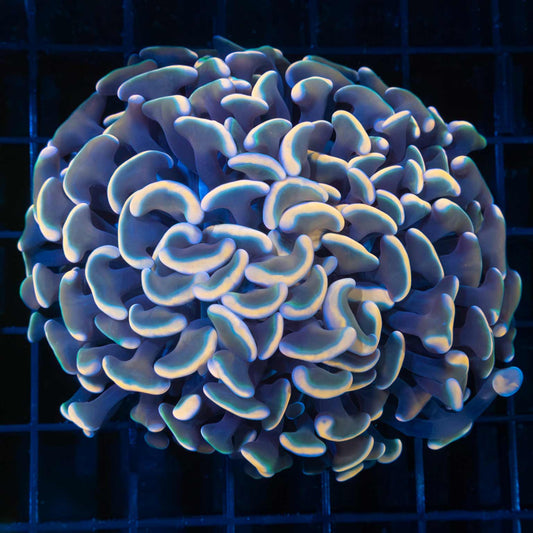 Peach and Teal Gold Stem Hammer Coral 3.5"