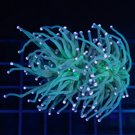 2 Heads Peach Tip Green Indo Torch Coral