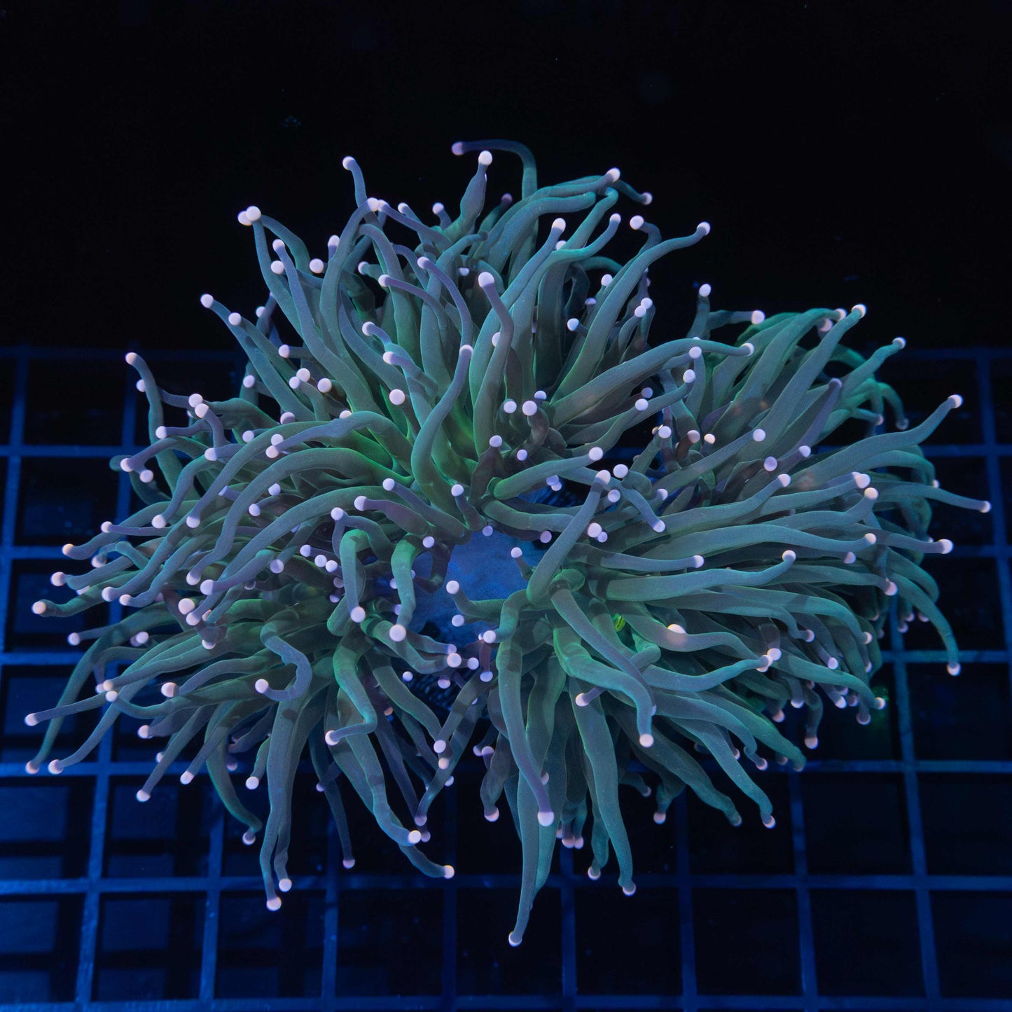 Peach Tip Green Torch Colony (4 Heads)