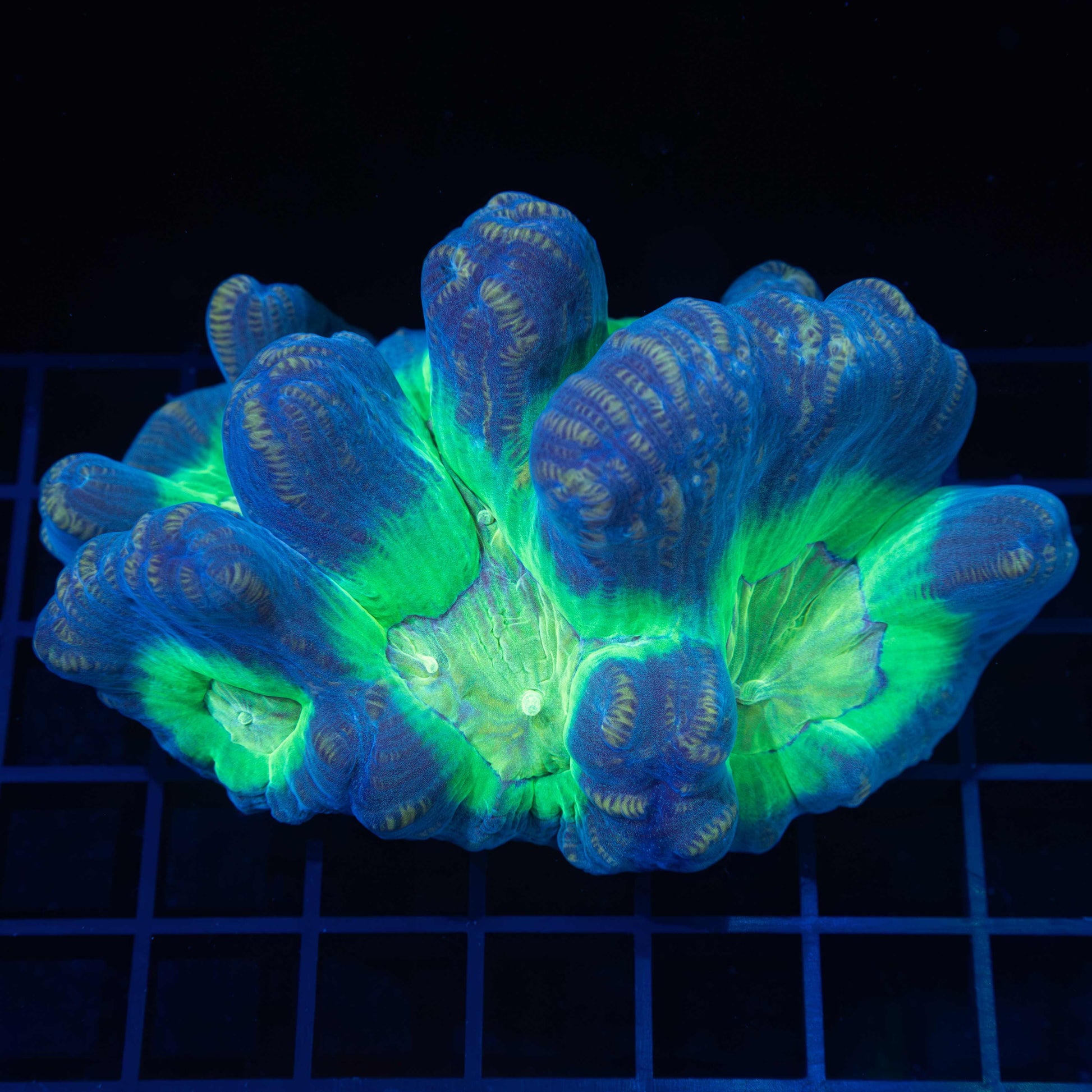 Pectinia Coral Colony 4" (Tank Grown)