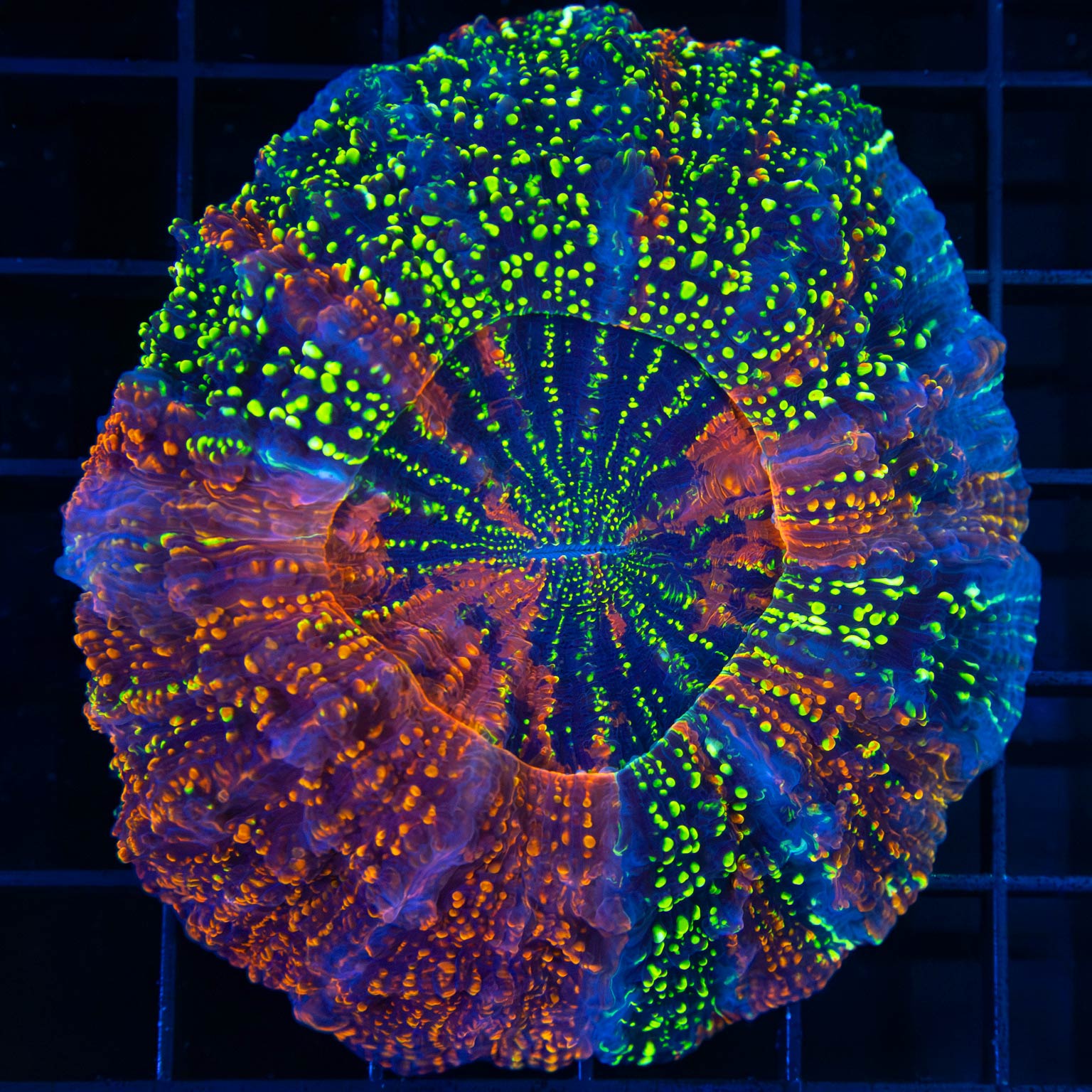 Pillars of Creation Acanthophyllia (Rare Color)