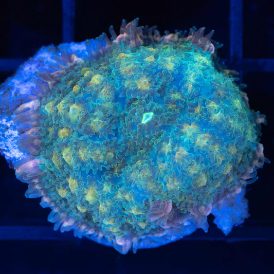 Golden Pincushion Mushroom Coral