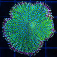Pincushion Mushroom Coral (Large)