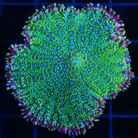 Pincushion Mushroom Coral (Large)