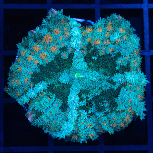 Large 4 Color Pincushion Mushroom Coral