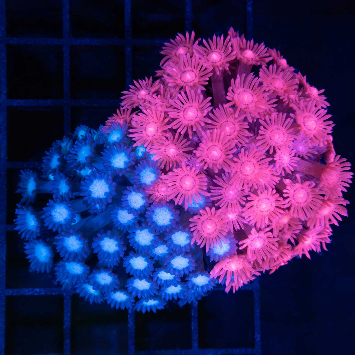 Blue & Pink Grafted Goniopora Colony