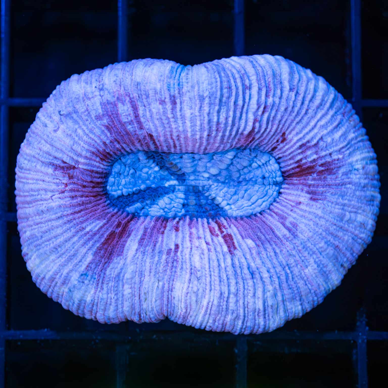 Pink Purple Blue Trachy