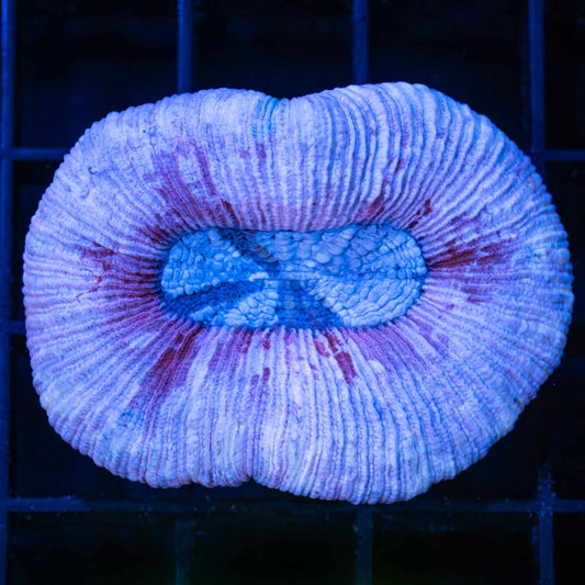Pink Purple Blue Trachy