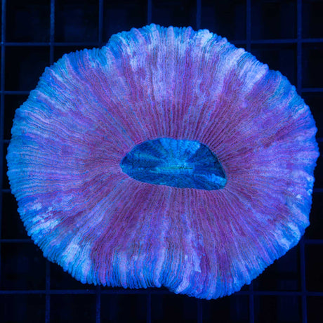 Pink Trachyphyllia with blue