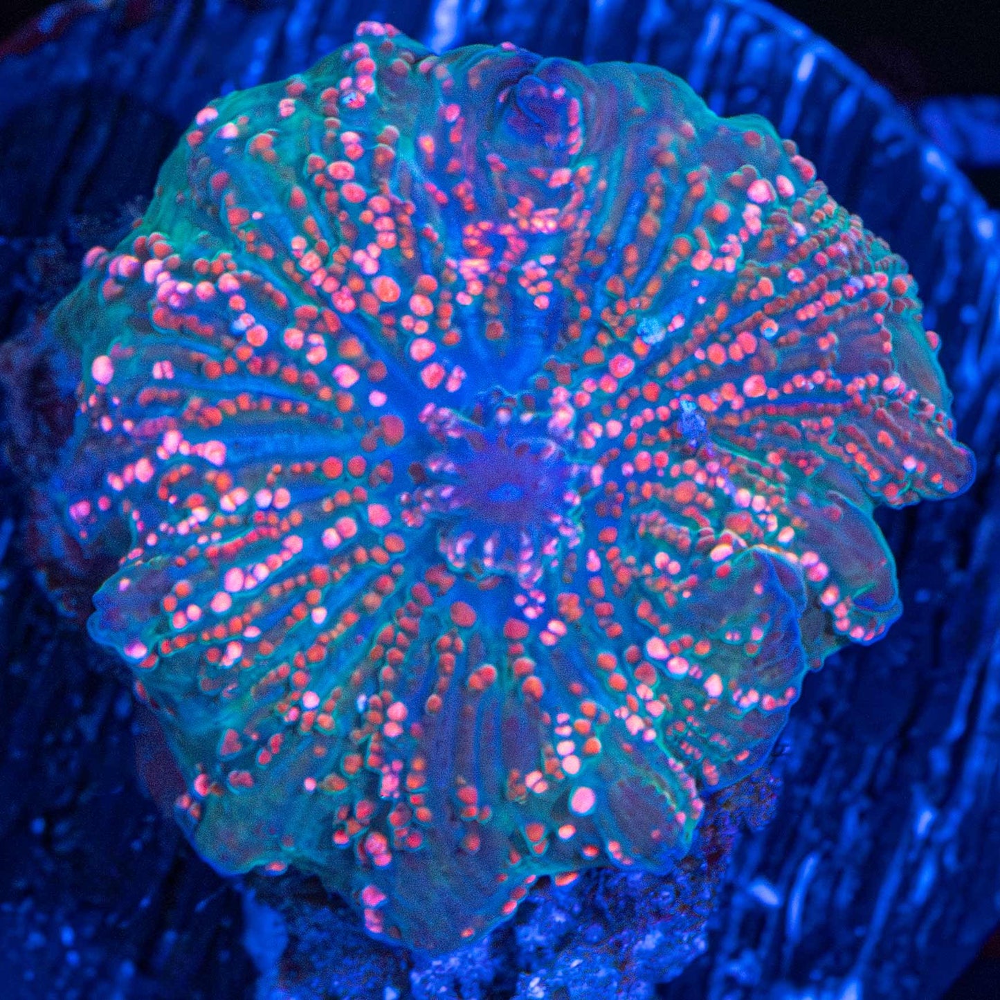Pink Red Dot Teal Mushroom Coral