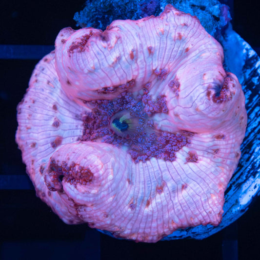 Strawberry Shortcake Mushroom