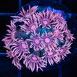 Pink Goniopora with blue stems
