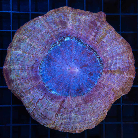 Pink Gold Blue Acanthophyllia 4.75"