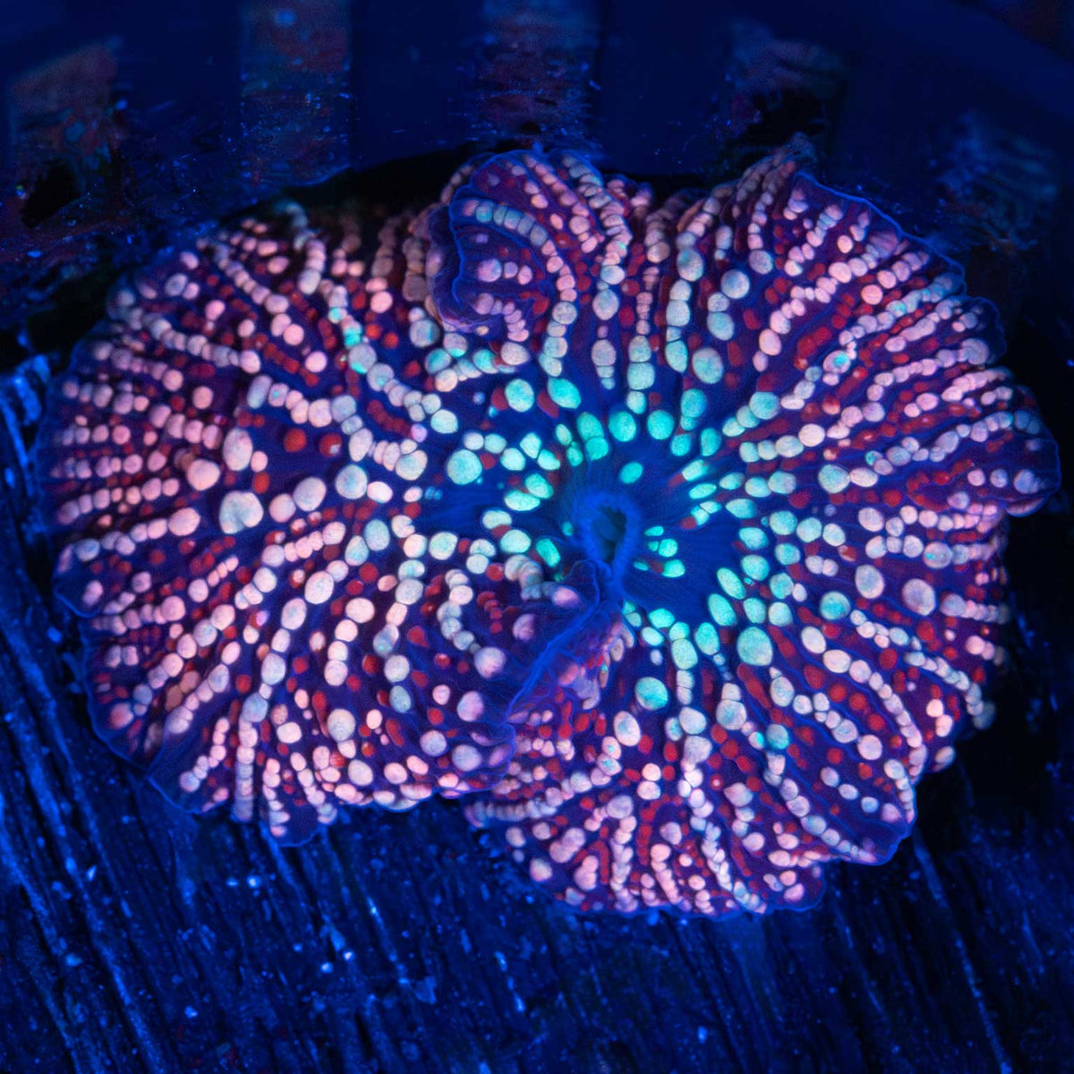 Dragon Fruit Mushroom Coral