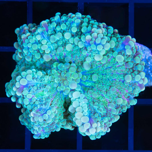 Large Teal Blue Purple Yuma