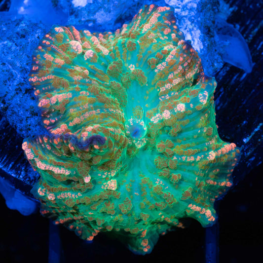 Pink Bumps Mushroom Coral