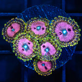 Pink Diamond Zoa Large Frag