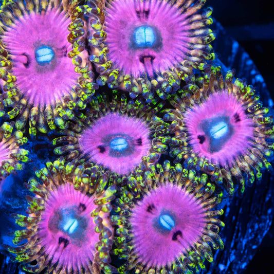 Pink Diamond Zoa (Almost WYSIWYG, 2-3 Polyps)