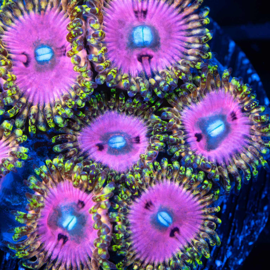 Pink Diamond Zoa