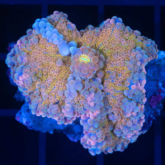 XL Pink Gold Blue Bounce Yuma