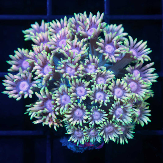 Gold Pink Teal Goniopora Coral