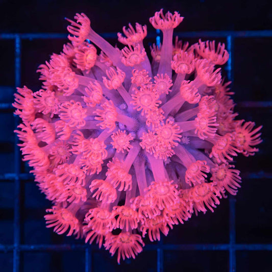 Hot Pink Goniopora Colony