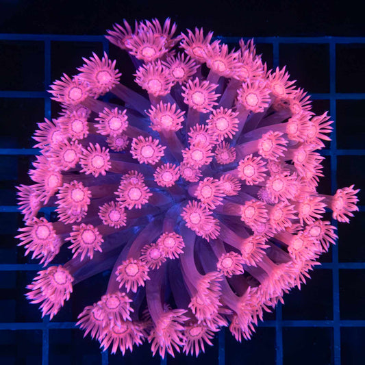Hot Pink Goni Colony