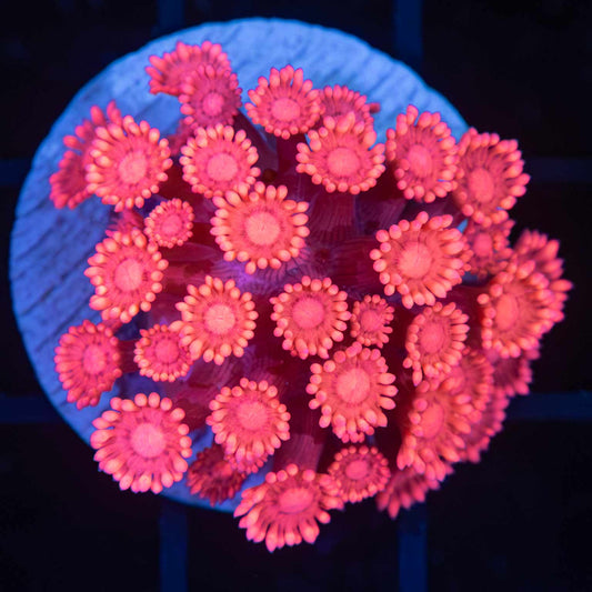 Hot Pink Goniopora